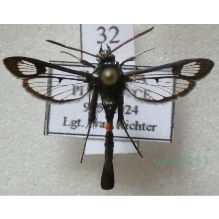 Synanthedon myopaeformis (Borkhausen, 1789) Przeziernik jabłoniowiec Slovakia32